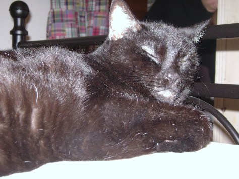 From an obscure folder I just found on my hard drive called "2010 - Birthday for Cats." Not sure why, since none of the photos feature anything that would suggest a party or anything else celebratory.